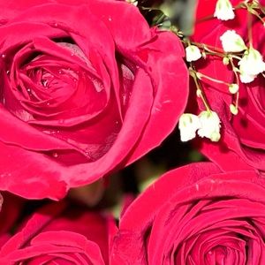 Meet your Posher, Brie